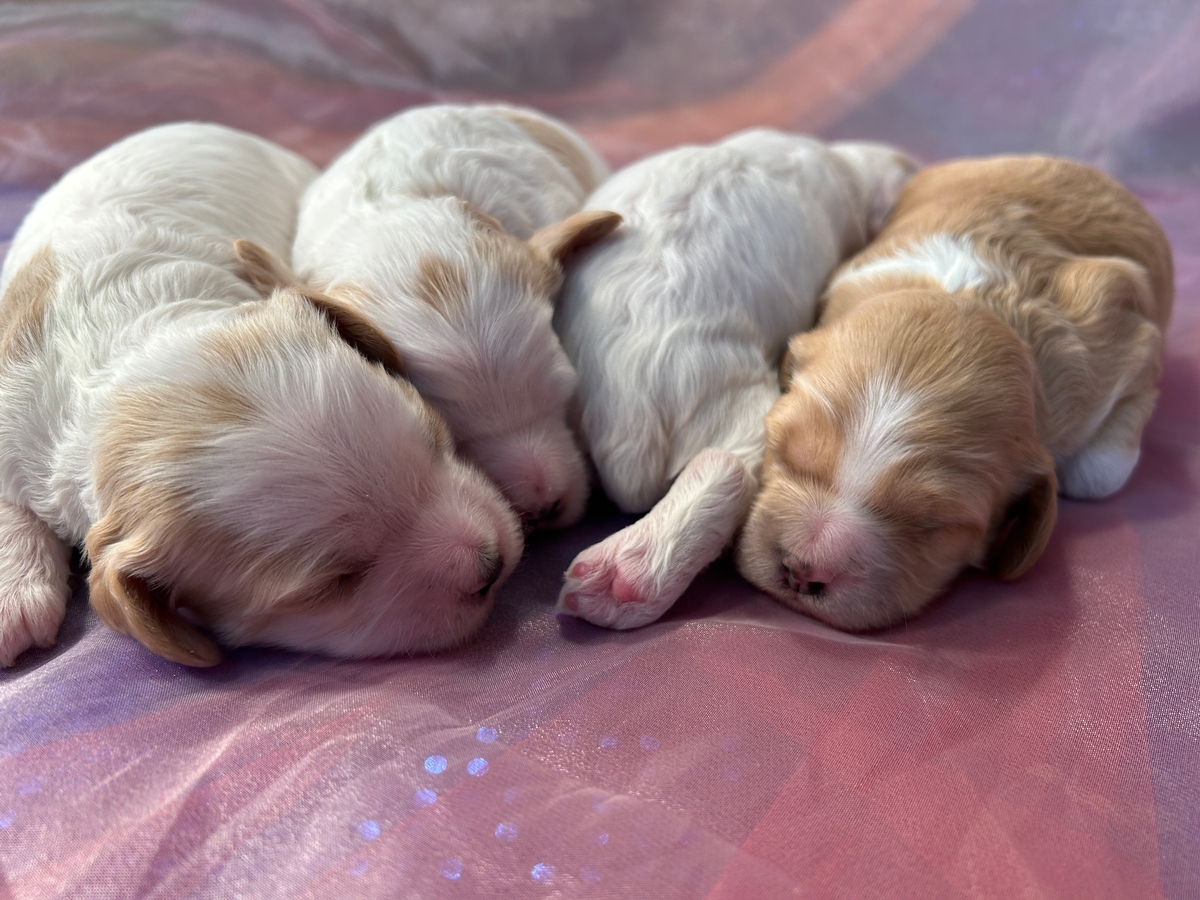 Cockapoo Puppies for Sale $1200